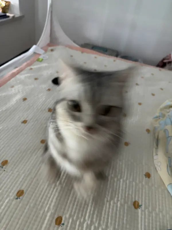 小陀螺来咯