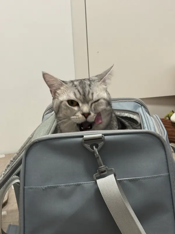 展示猪肝