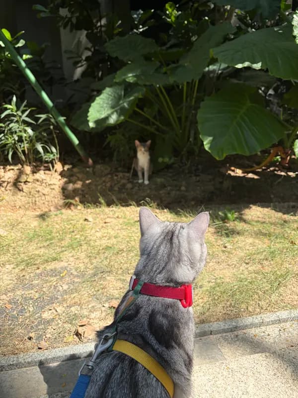 偶遇小猫