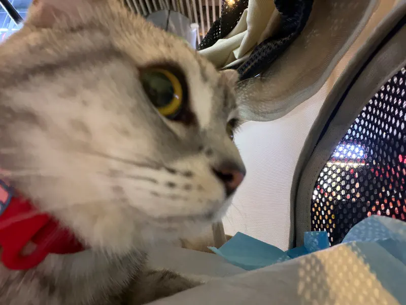 偷窥