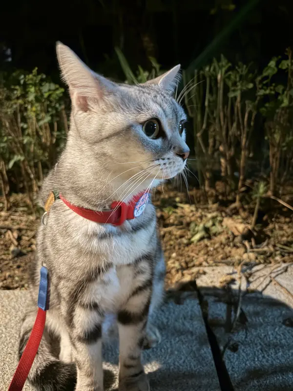回到草地