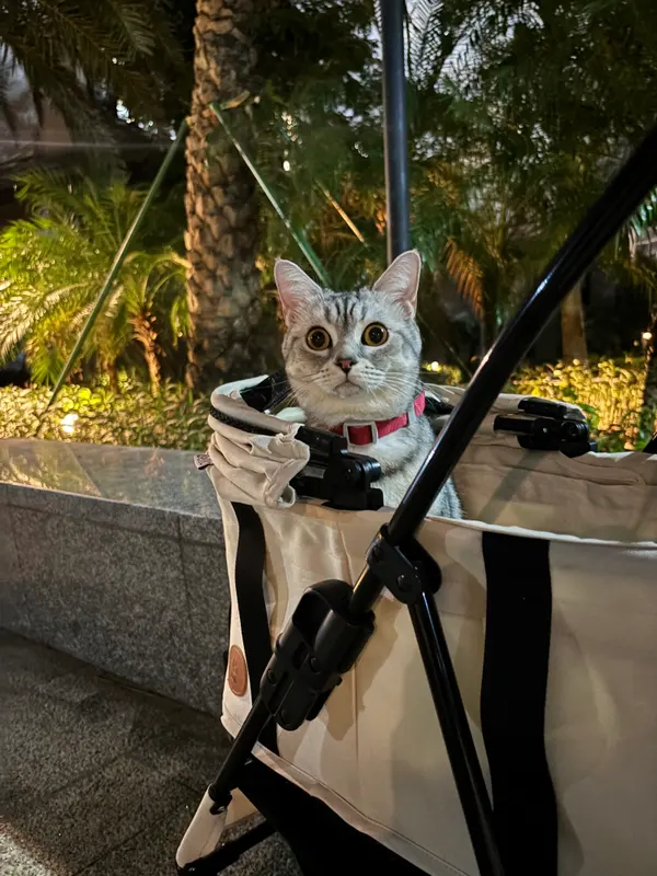 我在遥望