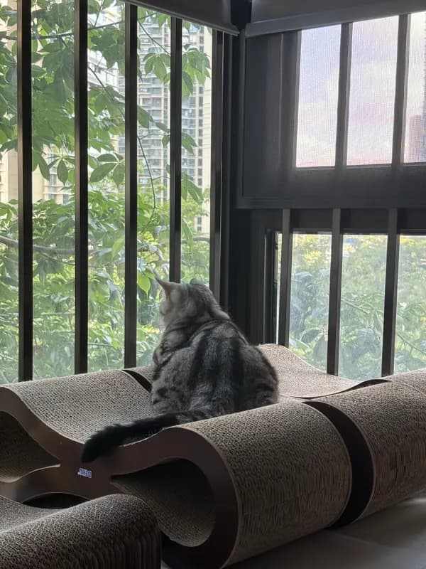与小树朋友对视