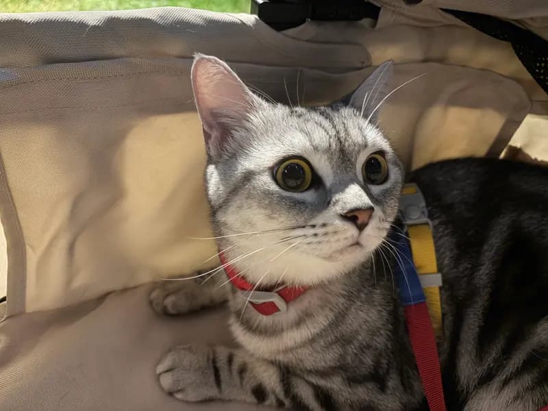 圆头圆脑圆肚皮
