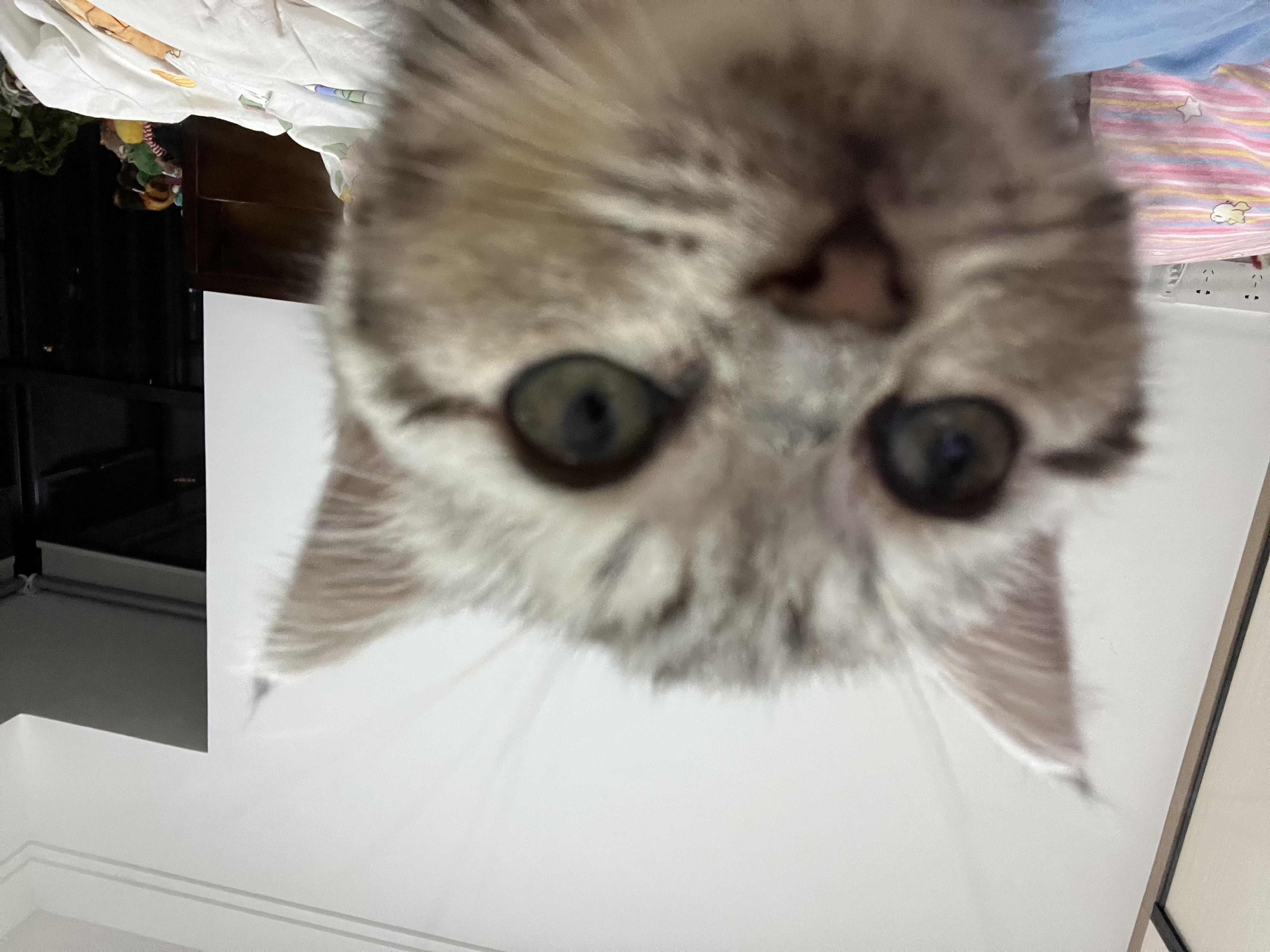 呆萌地看着这个世界知道有人告诉我这种症状叫脑残