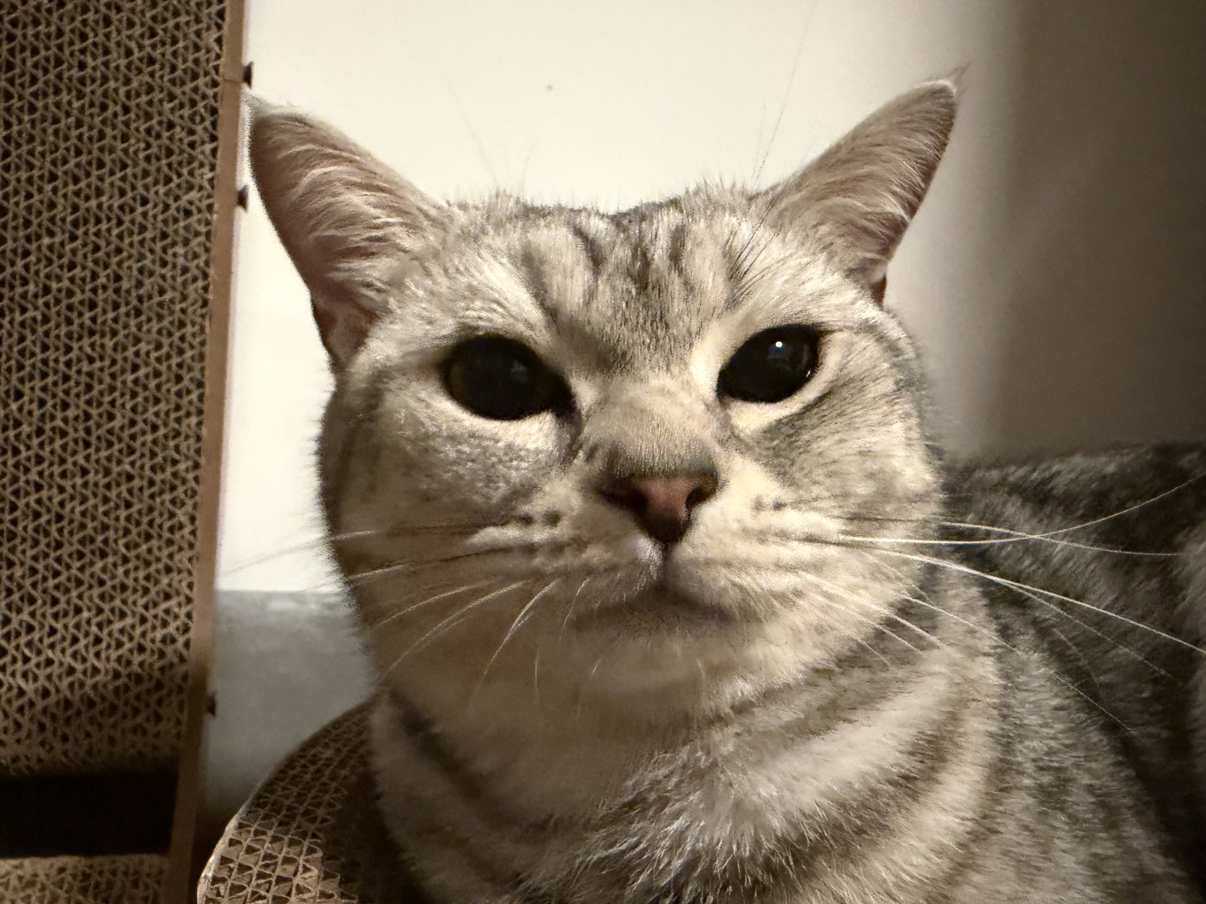 谁把我拍那么丑？