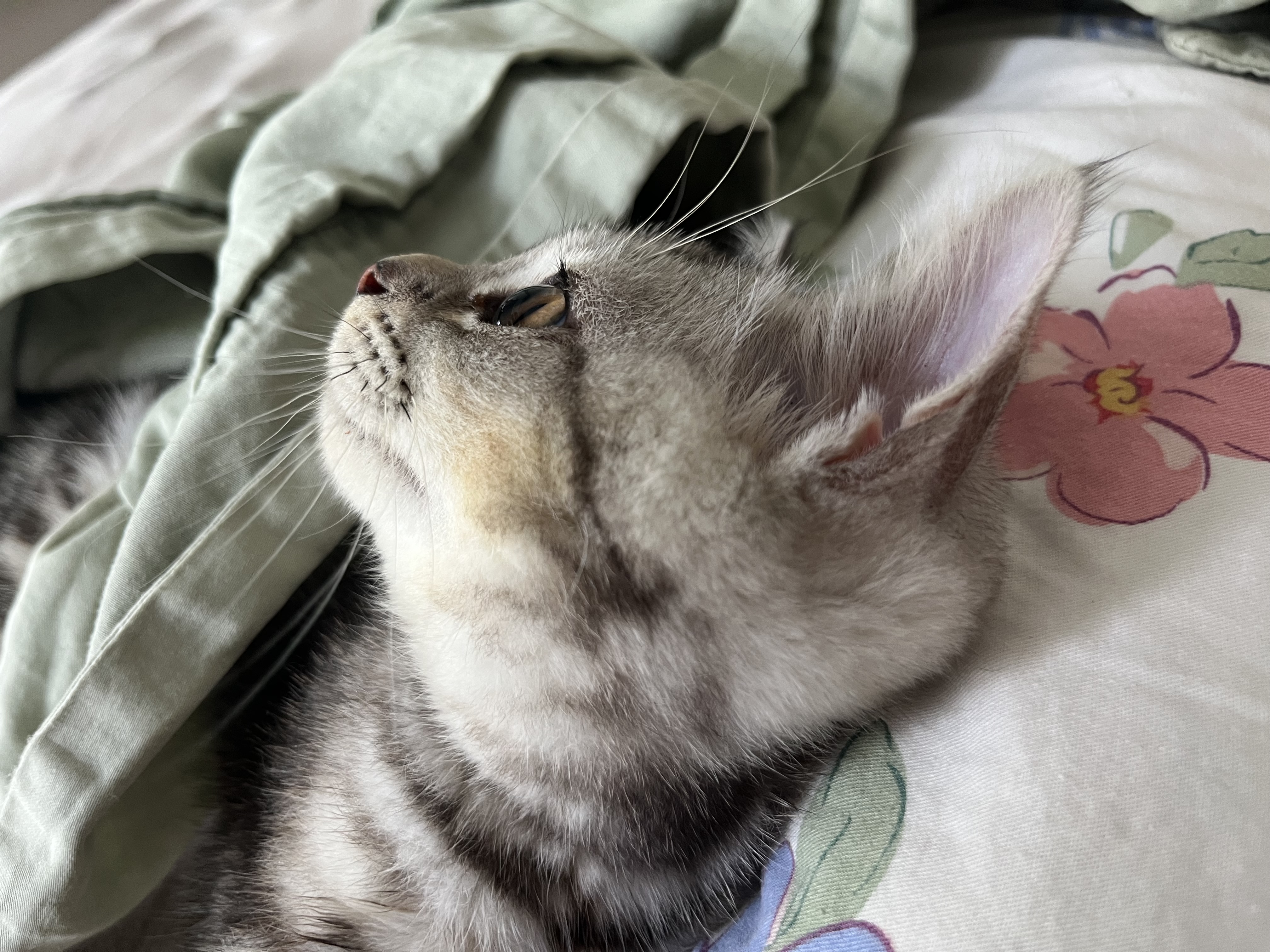 躺在妈妈的枕头上，好幸福呐