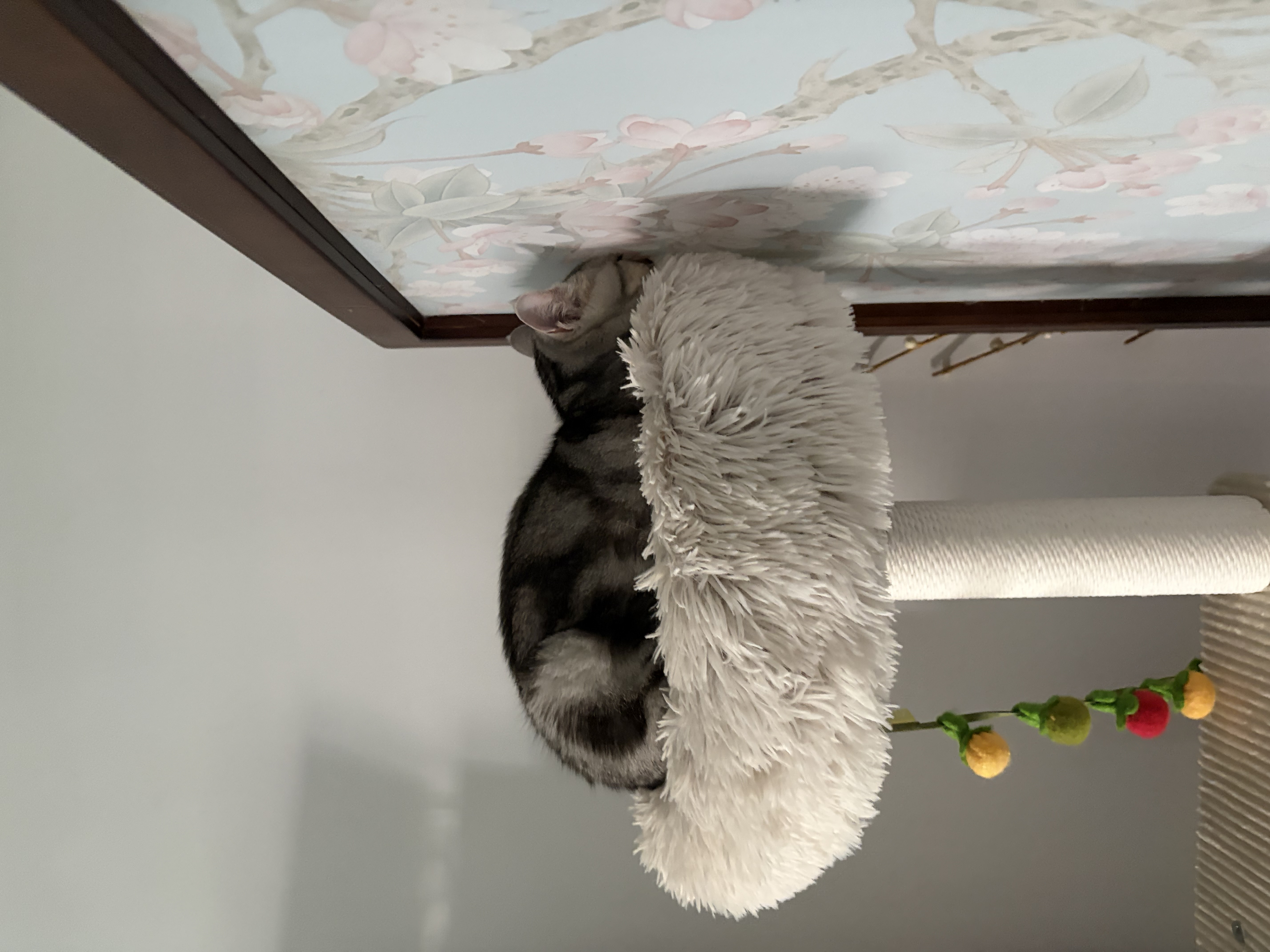 咬爸爸后面壁思过