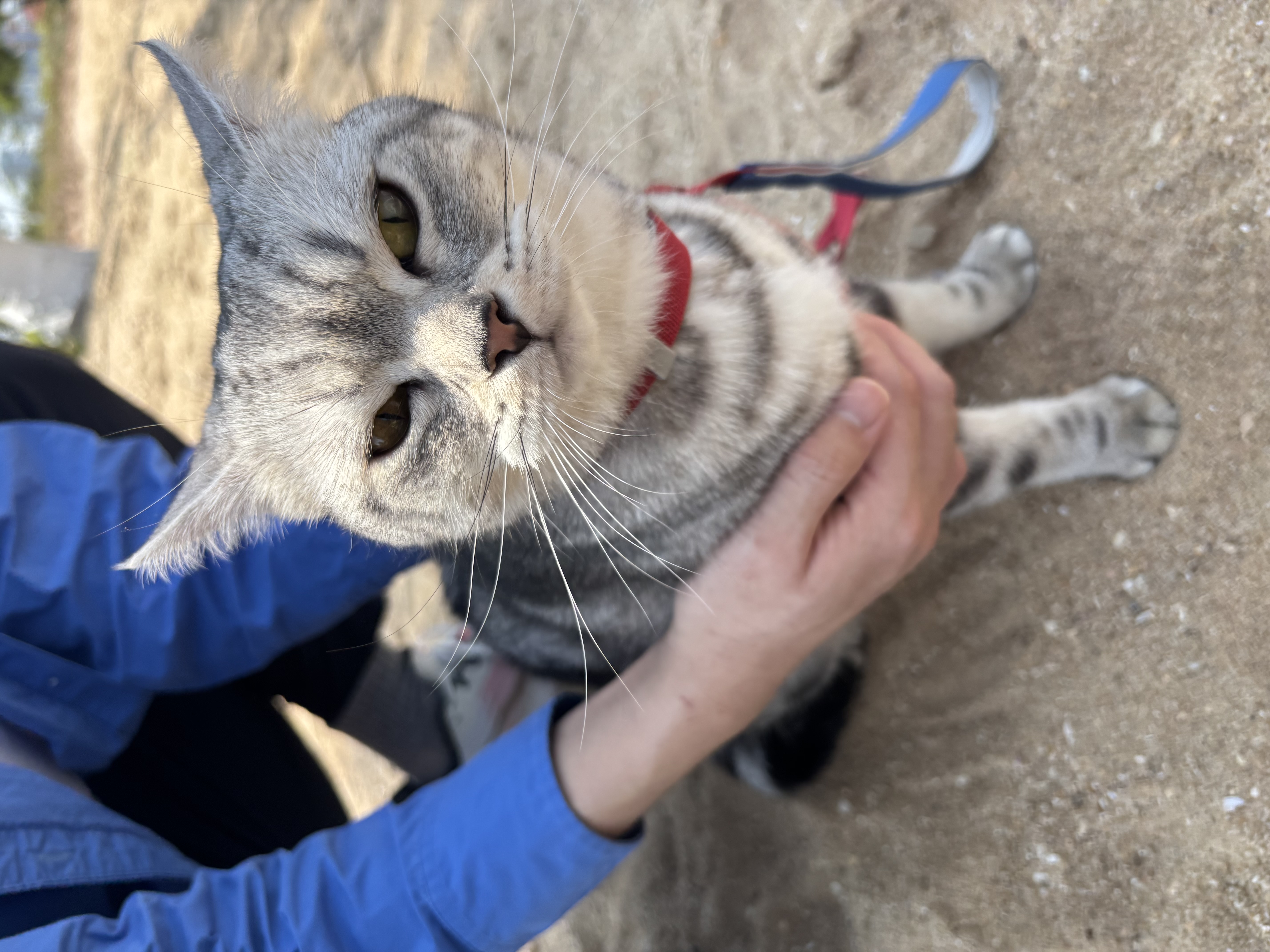 就这样顶着萌萌的包子脸看着这个世界