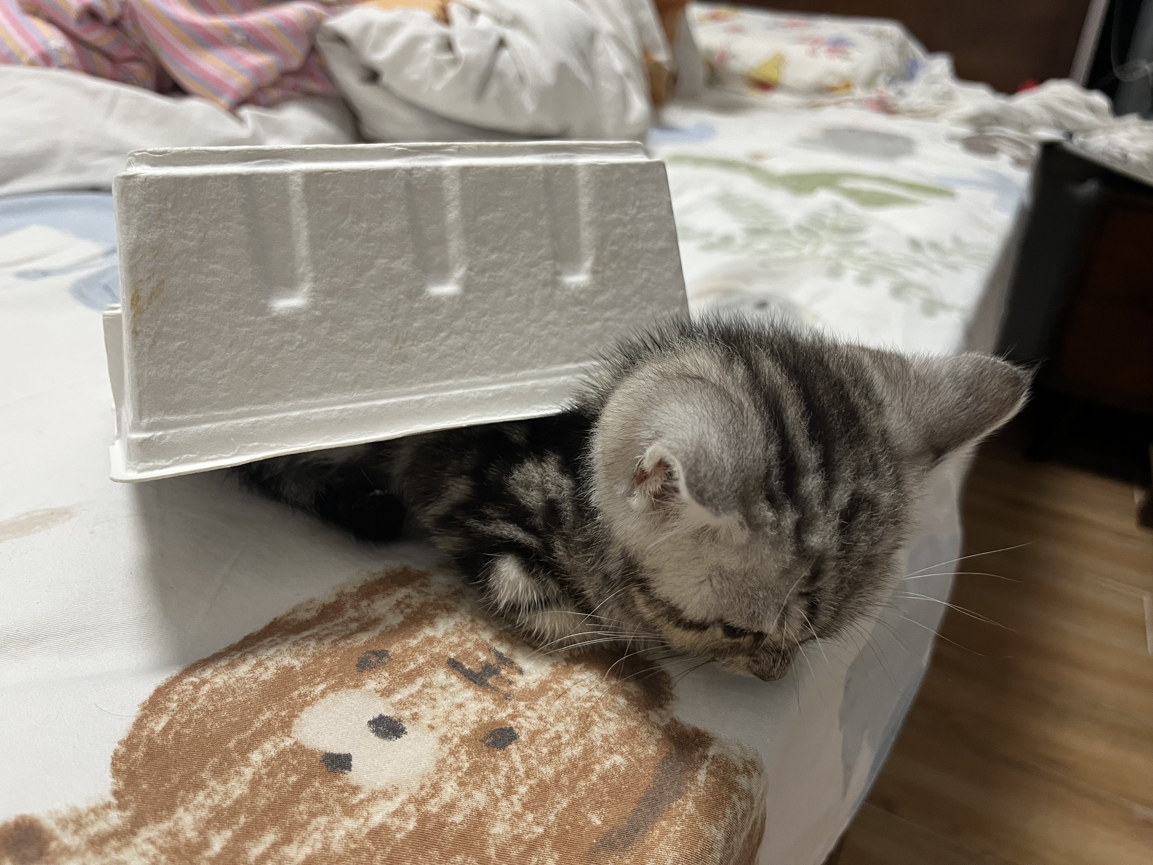 被小小的酸奶盒镇压