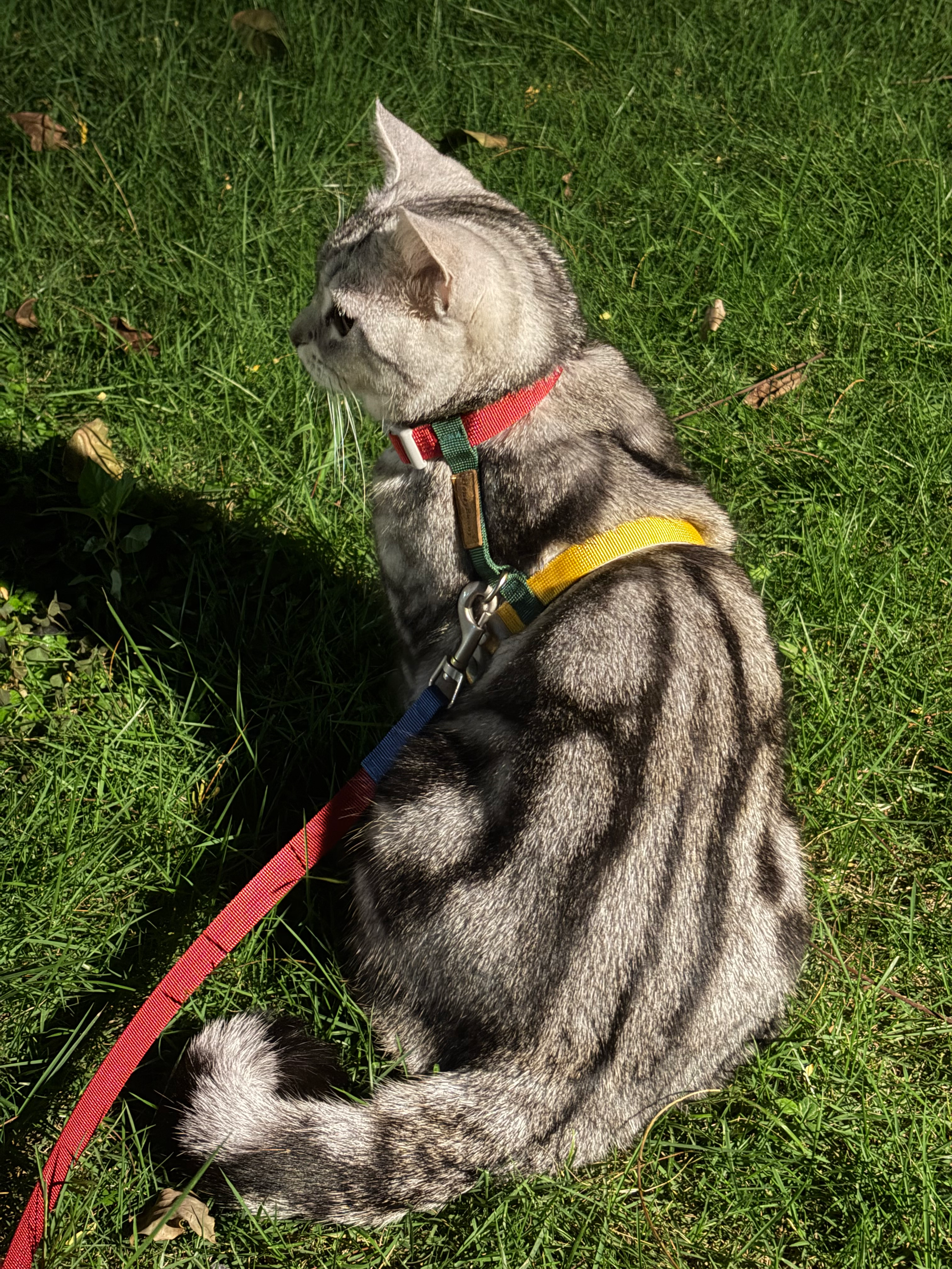 小猫漫步大草地 II