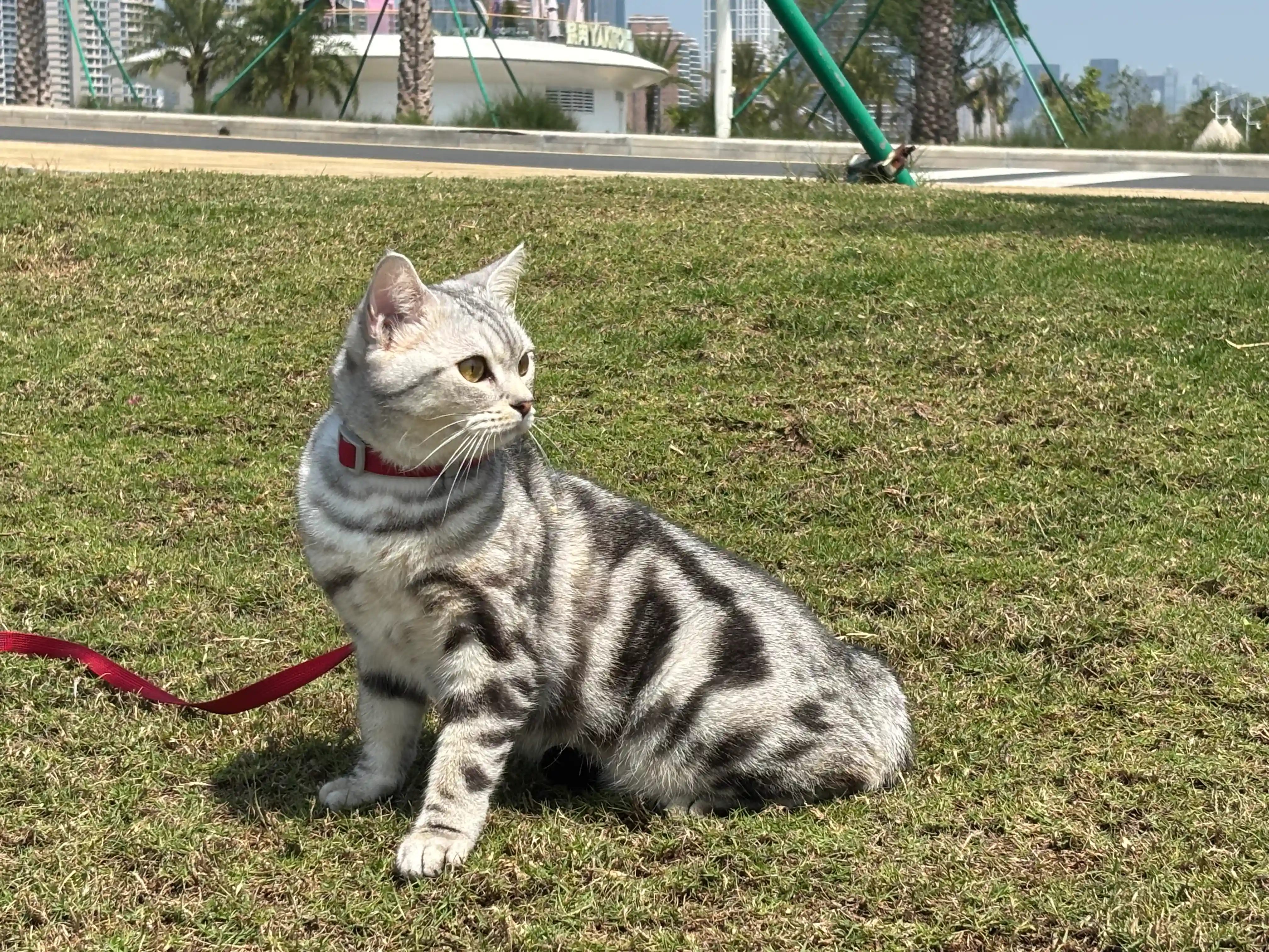 惬意草地
