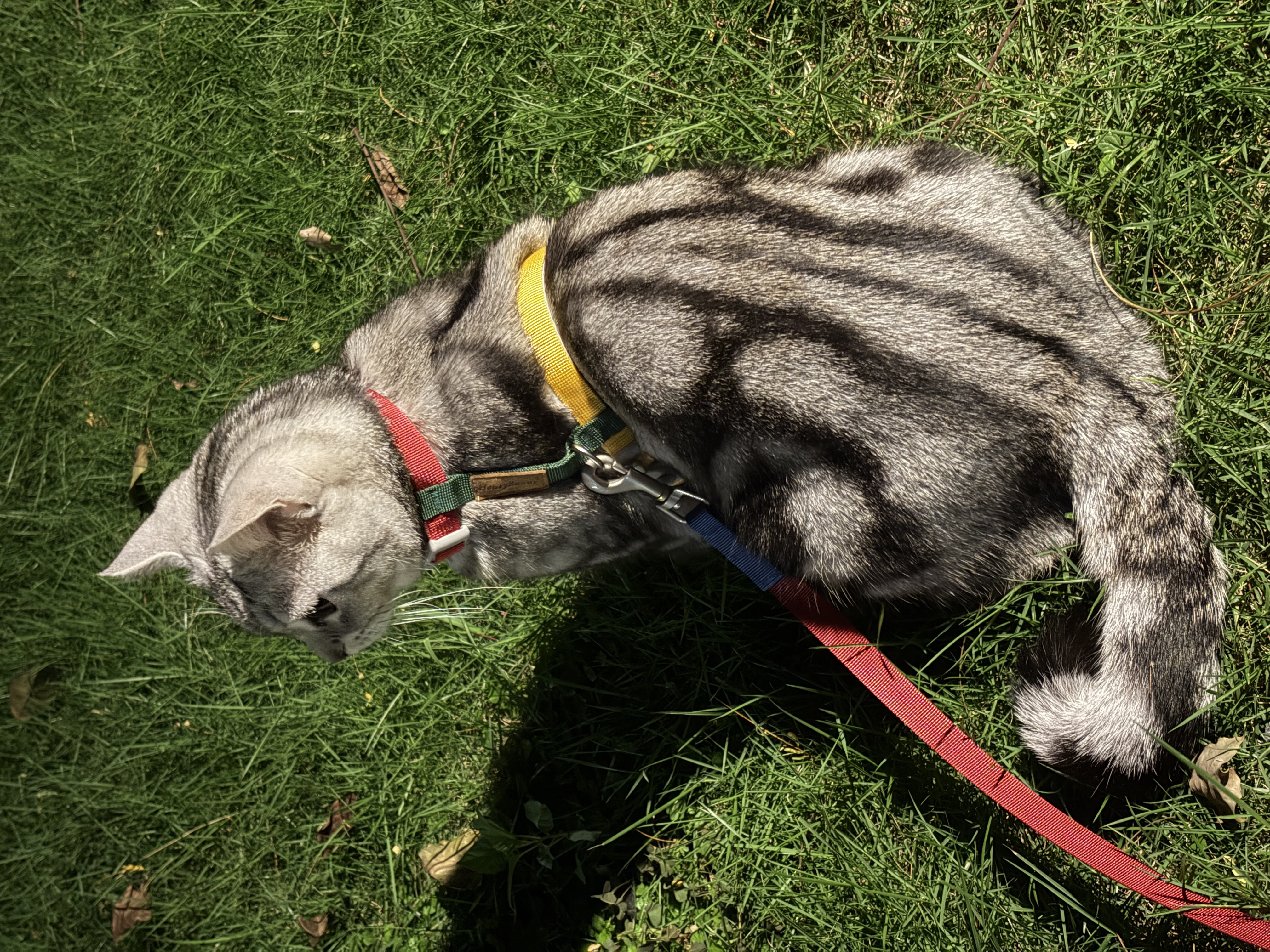 小猫漫步大草地 II