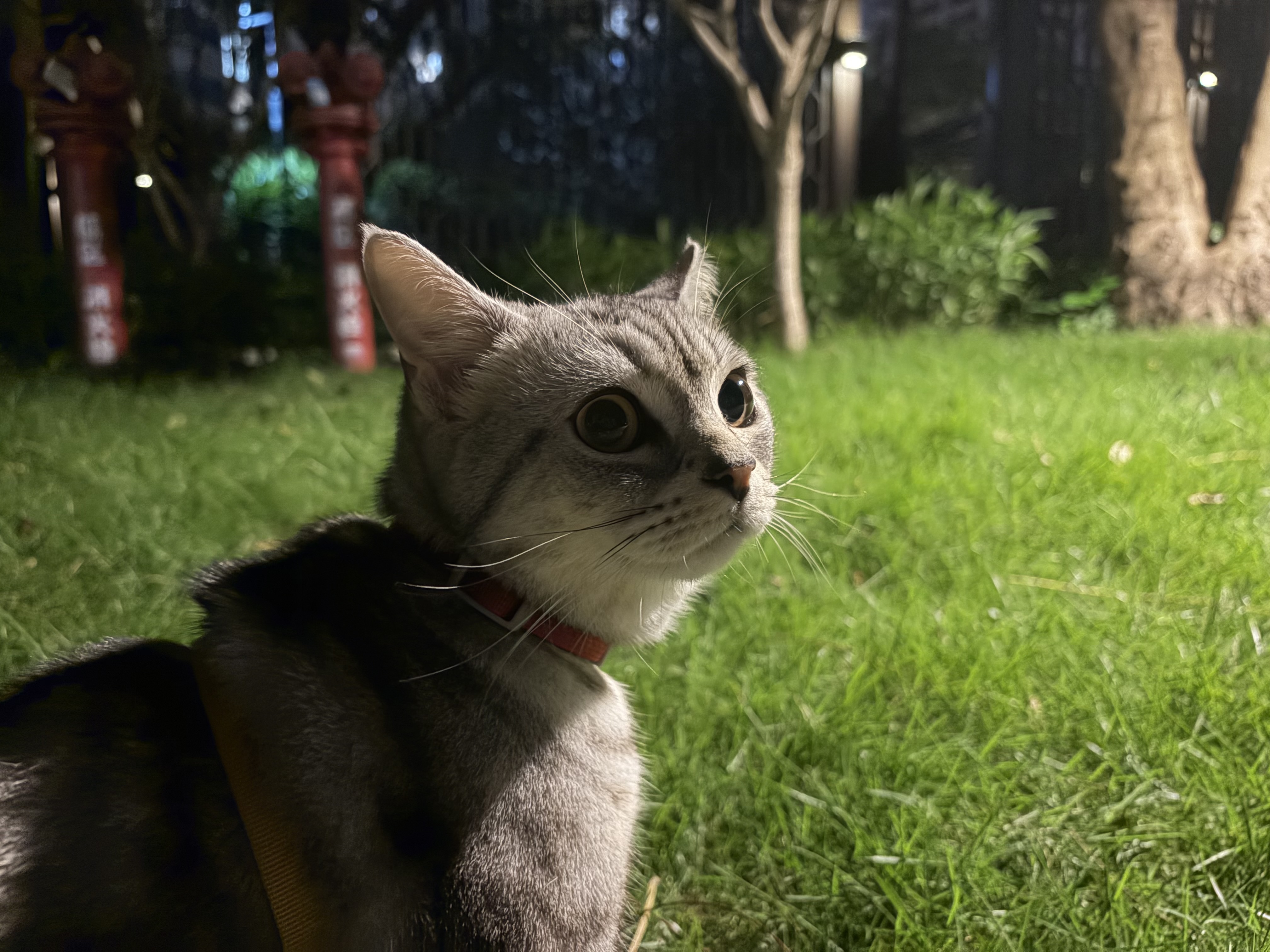 小猫漫步大草地 I