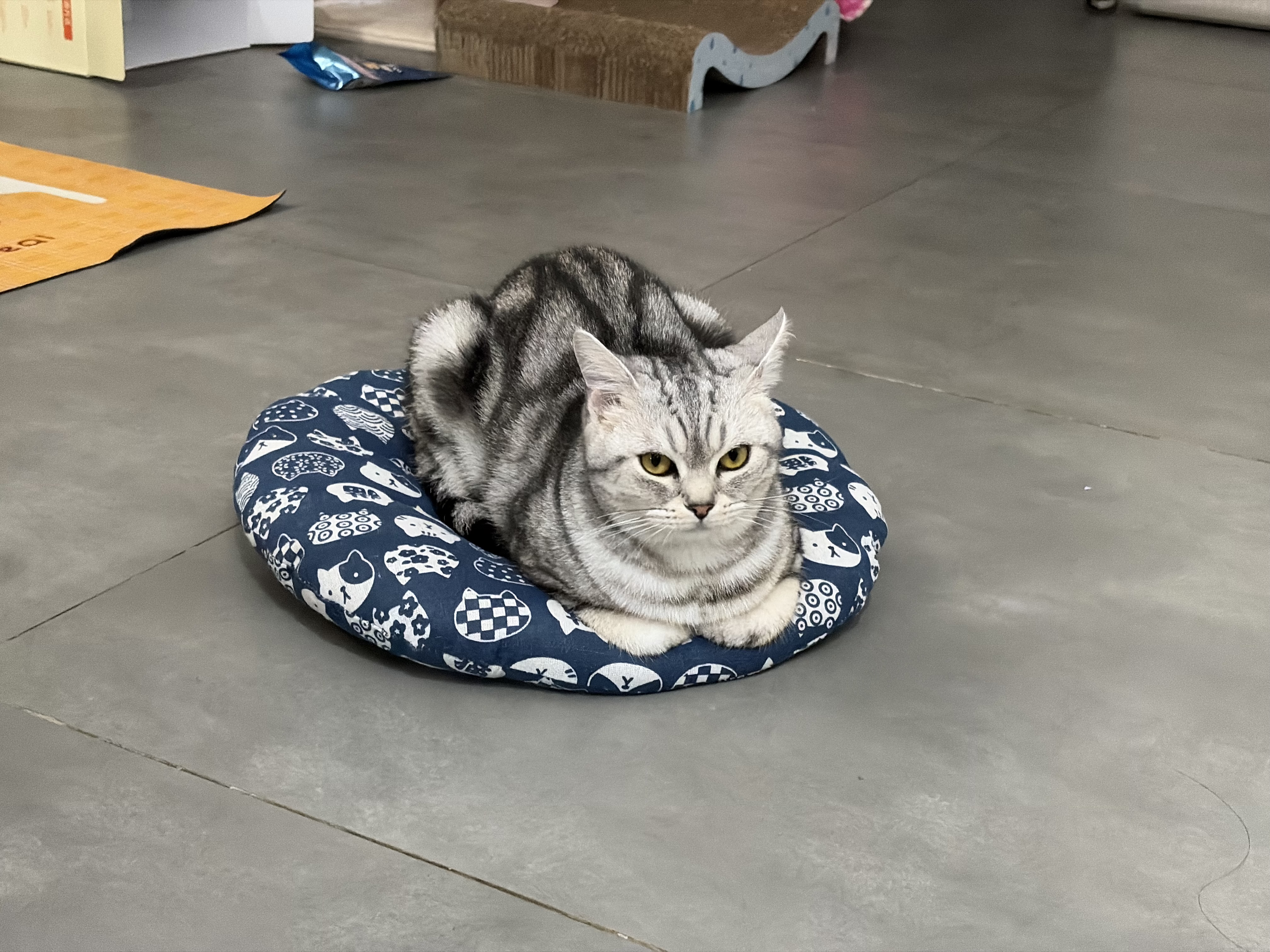 平静的海面培养不出优秀的水手